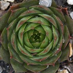 Sempervivum - Dachwurz - Hauswurz